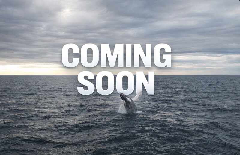 Pick67.com coming soon teaser: ocean background, whale underwater, large white COMING SOON text