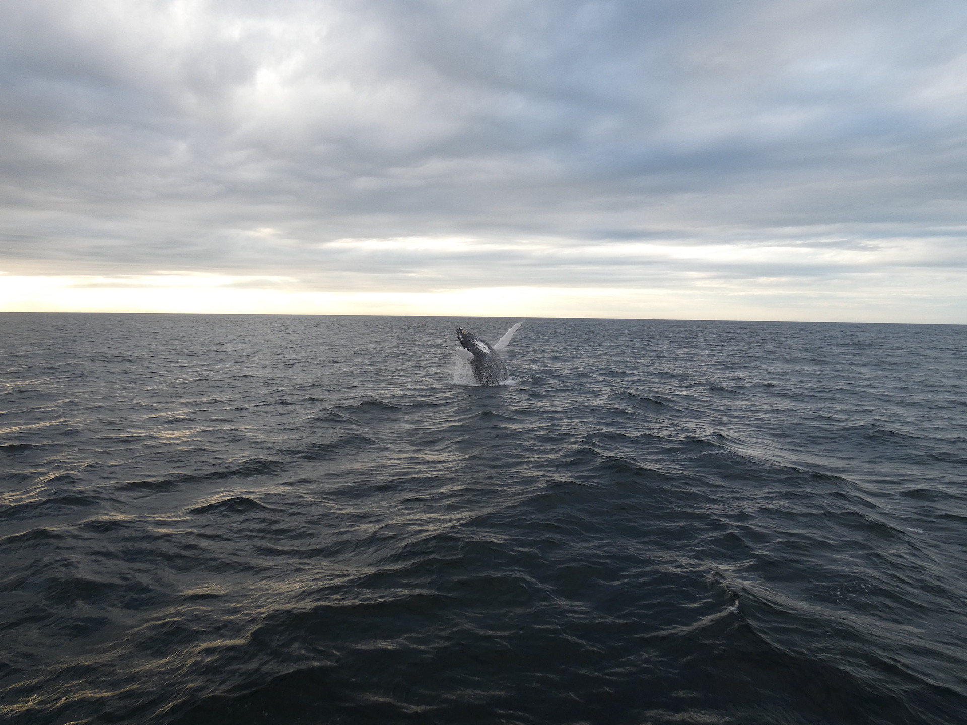 Calming whale hero image – JJ Allan, LLC premium domains and apps